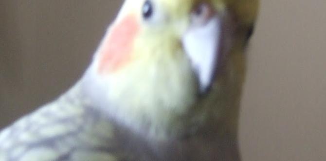 How to photograph different types of cockatiels