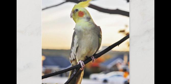 How to photograph your cockatiel for ID purposes How to photograph your cockatiel for ID purposes