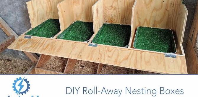 How to prepare a nesting box for egg laying How to prepare a nesting box for egg laying