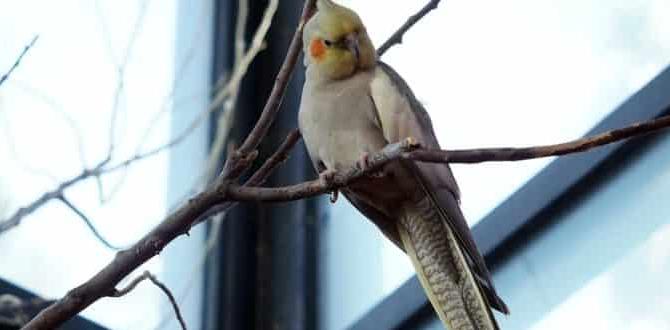 How to prevent egg binding in cockatiels