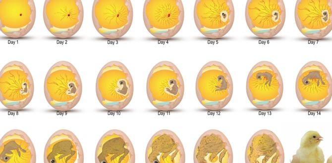How to record chick growth for breeders How to record chick growth for breeders