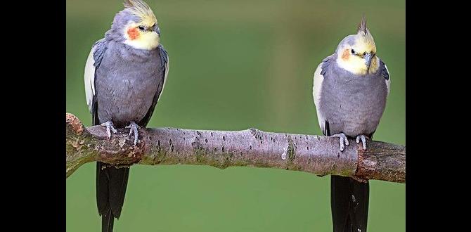 How to separate cockatiels safely post mating How to separate cockatiels safely post mating