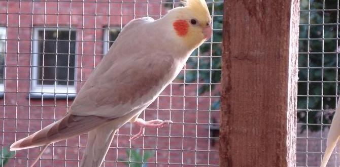 How to spot a bronze fallow cockatiel