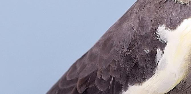 How to tell if a cockatiel is split pied