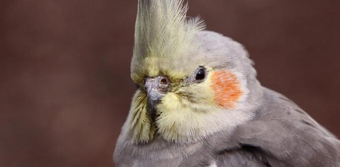 How to tell if a cockatiel is young or mature