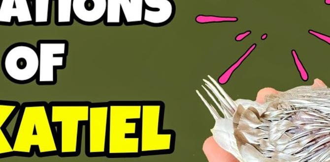 How to tell if your cockatiel carries hidden mutations