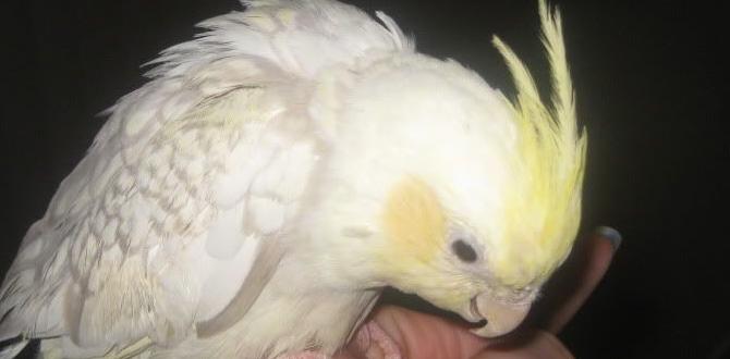 How to tell if your cockatiel is a hybrid mutation