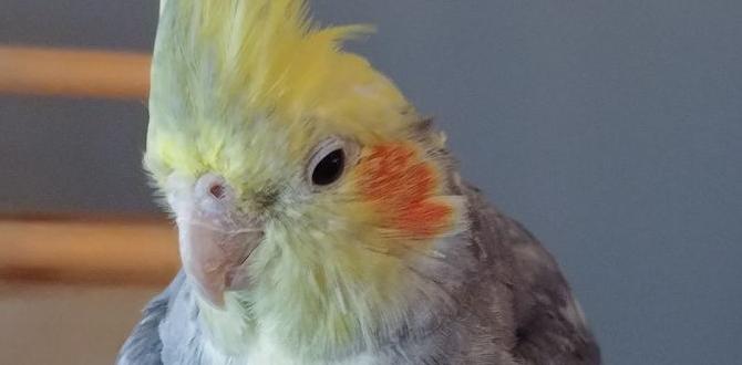 How to track cockatiel lineage with appearance