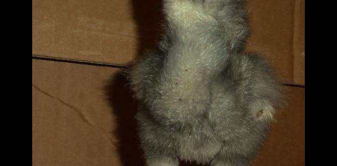 How to treat splayed legs in cockatiel chicks How to treat splayed legs in cockatiel chicks