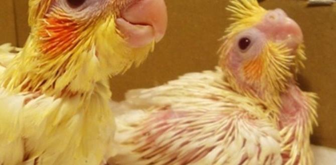 How to verify cockatiel age through features How to verify cockatiel age through features