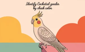 Identify Cockatiel Gender By Cheek Color