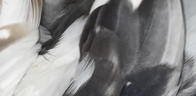 Identifying cockatiels by eye color Identifying cockatiels by eye color