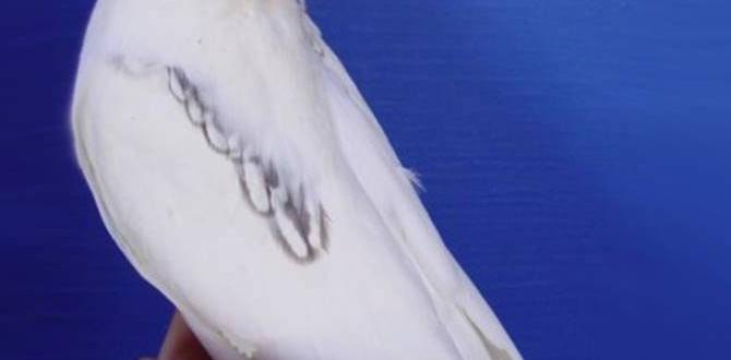 Identifying yellowface mutation in cockatiels