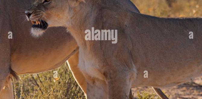 Is aggression common during mating? Is aggression common during mating?