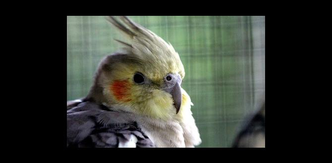 Is crest position useful in cockatiel identification?