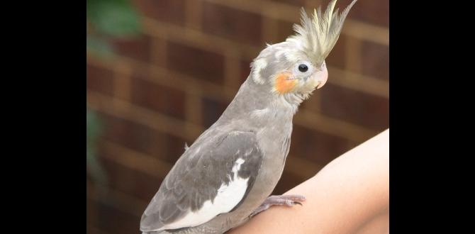 Is foot size relevant to cockatiel gender?