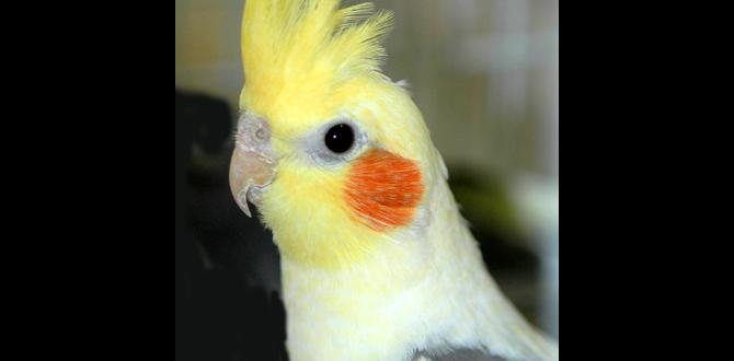 Is it possible to get solid color cockatiels?