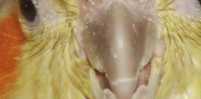 Is nesting material necessary for cockatiels?