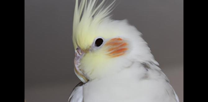 Is the whiteface pied cockatiel common? Is the whiteface pied cockatiel common?