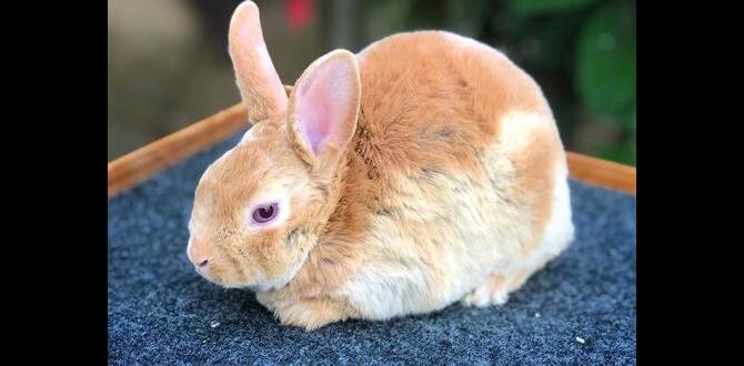 Lutino vs creamino color distinction