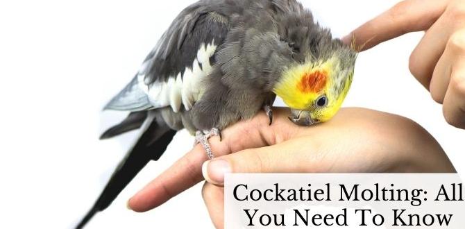 Molting and its impact on cockatiel color Molting and its impact on cockatiel color