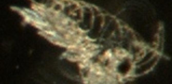 Molting patterns and age identification Molting patterns and age identification