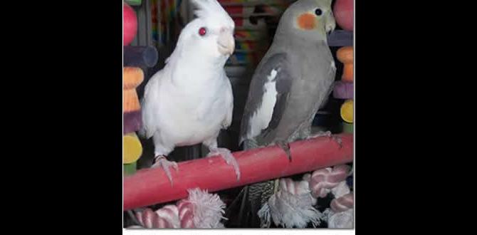 Most popular cockatiel color mutations