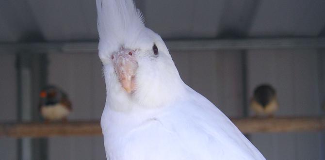 Mutation driven color fading in older cockatiels Mutation driven color fading in older cockatiels