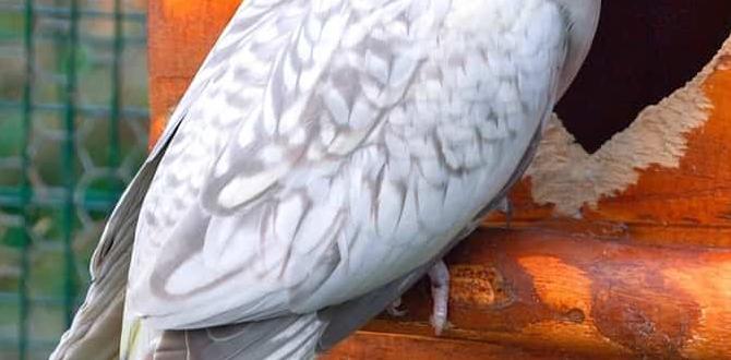 Natural vs mutation color variations in cockatiels Natural vs mutation color variations in cockatiels