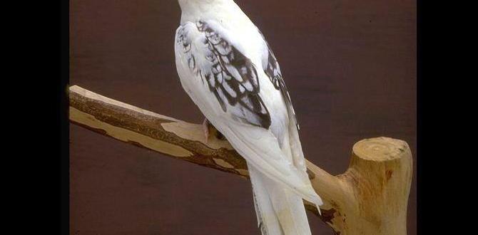 Photogenic cockatiel colors for social media Photogenic cockatiel colors for social media