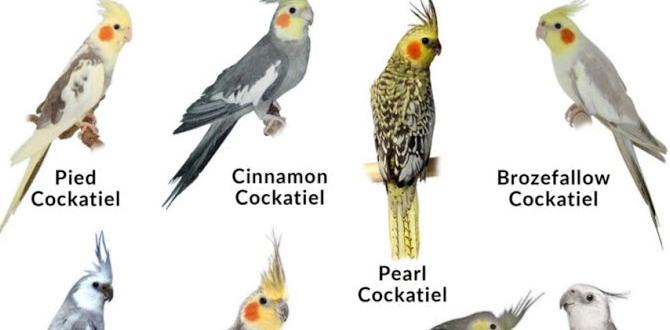 Photos of similar but different cockatiel types