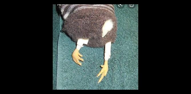 Preventing splayed legs in chicks Preventing splayed legs in chicks