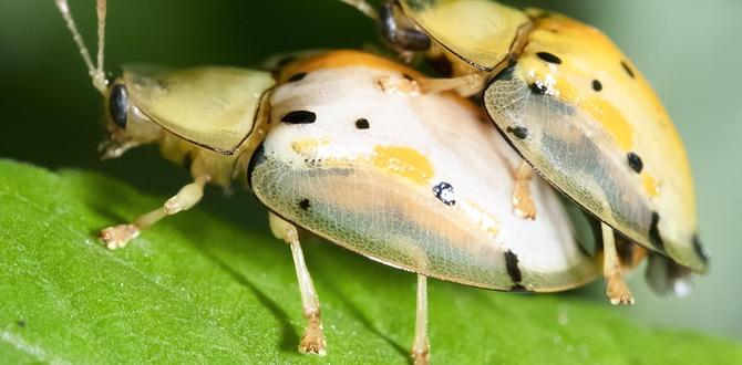 Reproductive health during mating season Reproductive health during mating season