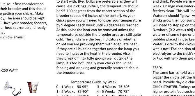 Setting a chick care schedule Setting a chick care schedule