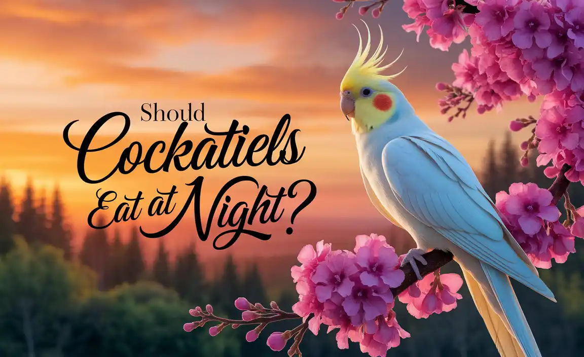 Should Cockatiels Eat At Night