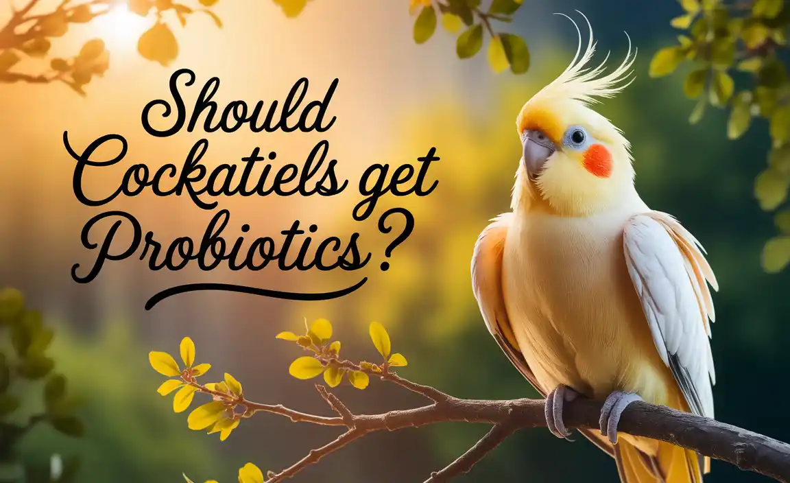 Should Cockatiels Get Probiotics
