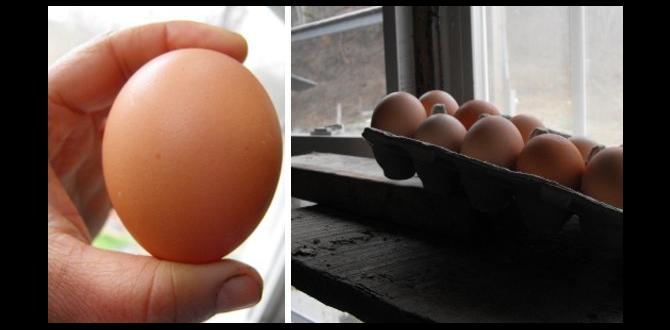 Should eggs be rotated for even incubation? Should eggs be rotated for even incubation?