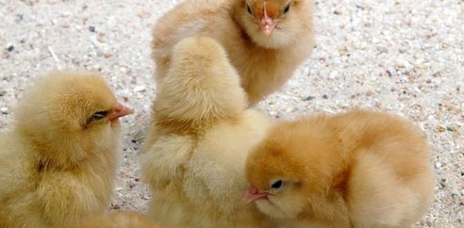 Should you foster chicks between pairs? Should you foster chicks between pairs?
