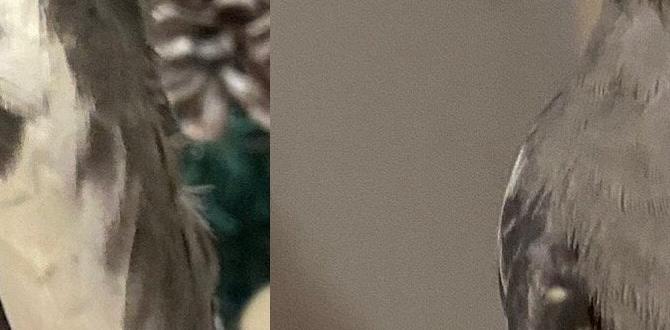 Signs of maturing in young cockatiels