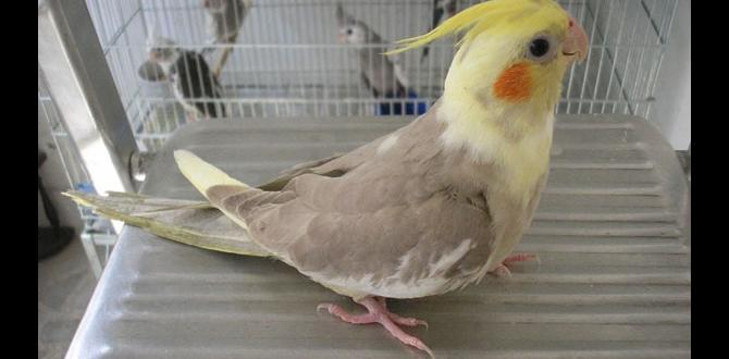 Signs your cockatiel’s ID may be wrong