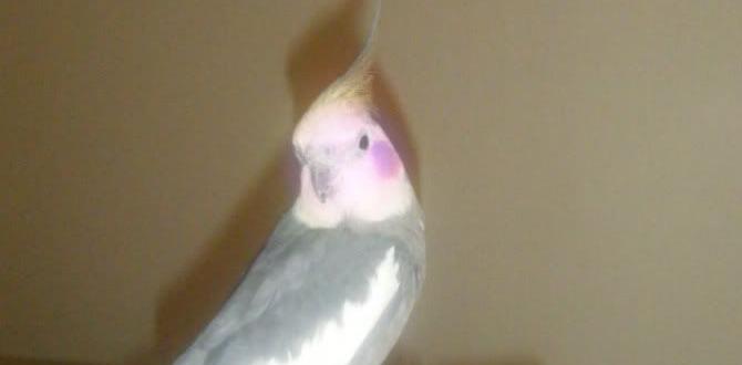 Tips for ID ing rare mutations in cockatiels