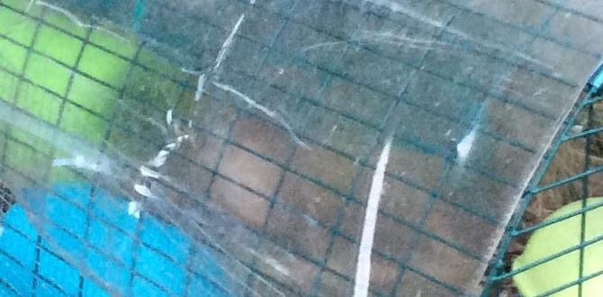 Tips for keeping chicks safe in large aviaries