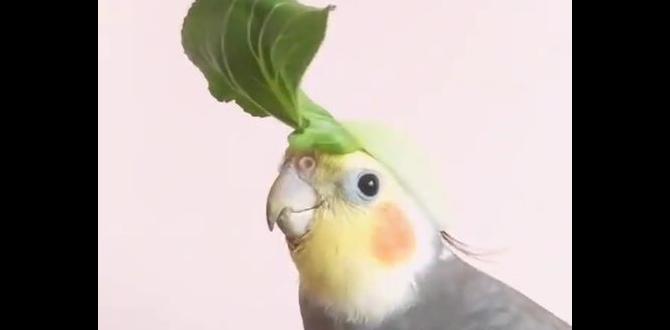 Tips to ID visually similar cockatiels