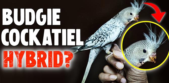 Understanding cockatiel hybrid types
