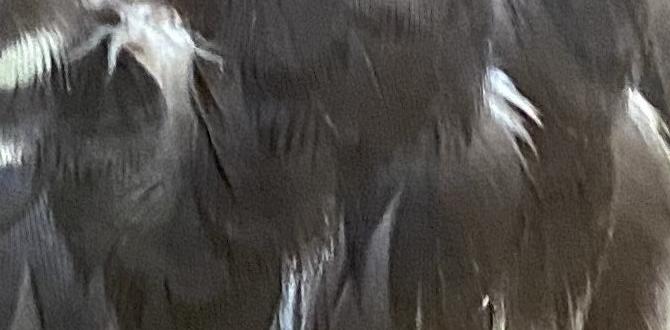 Understanding mutation layering in cockatiels