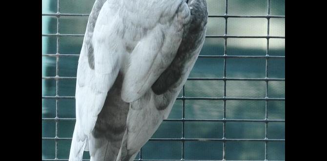 Understanding spangle cockatiel markings