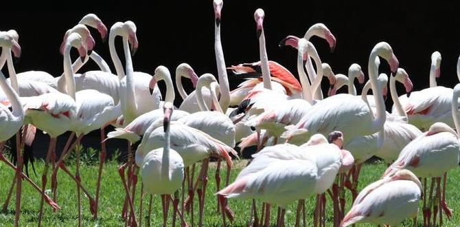 Unique combination markings in cockatiels
