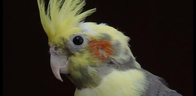 Using behavior to help identify cockatiels Using behavior to help identify cockatiels