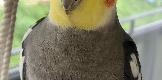 Using weight and size for cockatiel ID