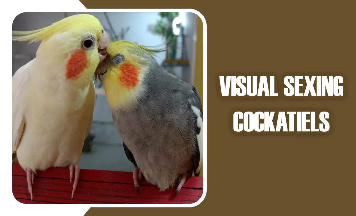 Visual Sexing Cockatiels